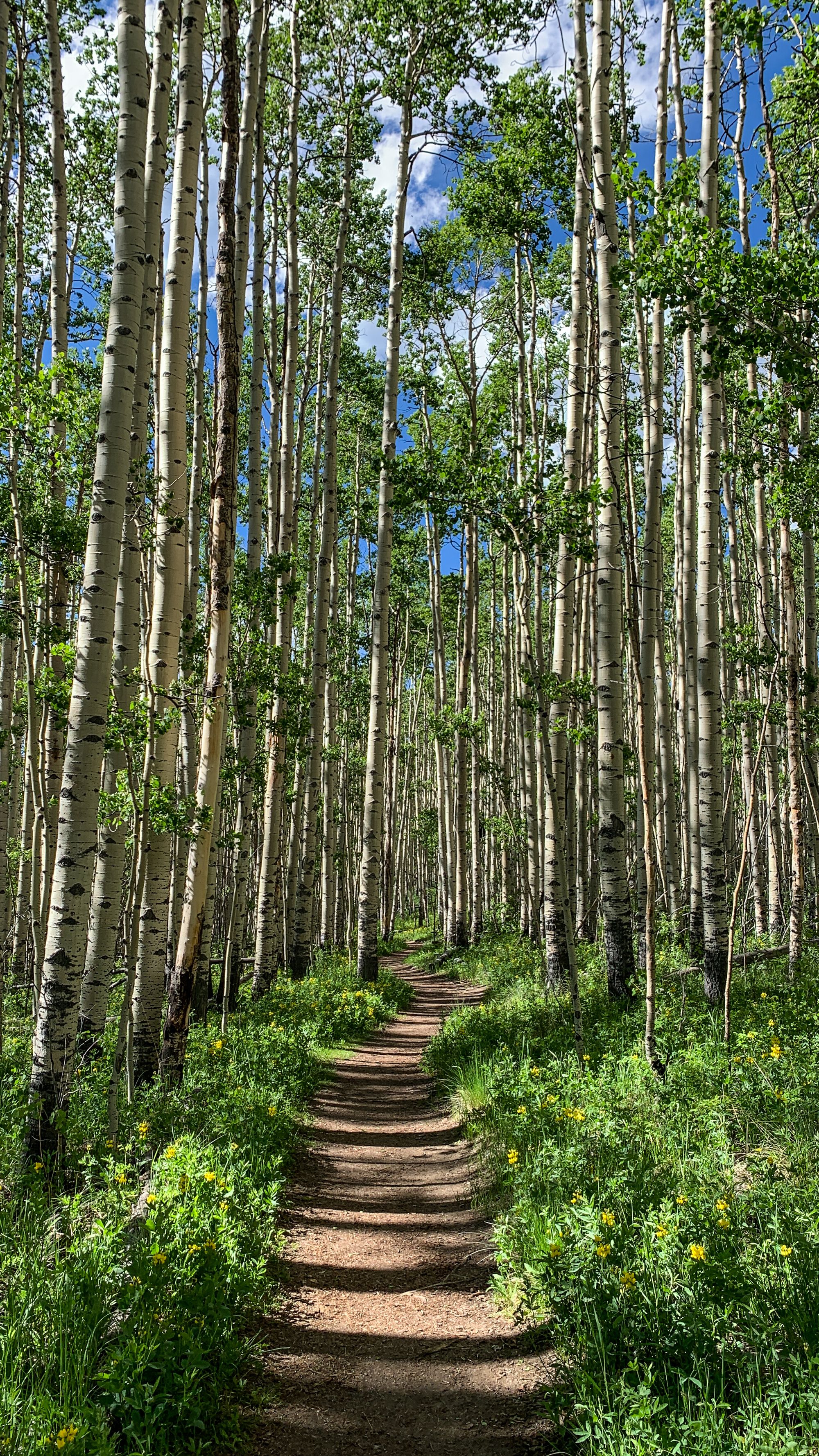 Colorado Trail - napříč Rocky Mountains (2)